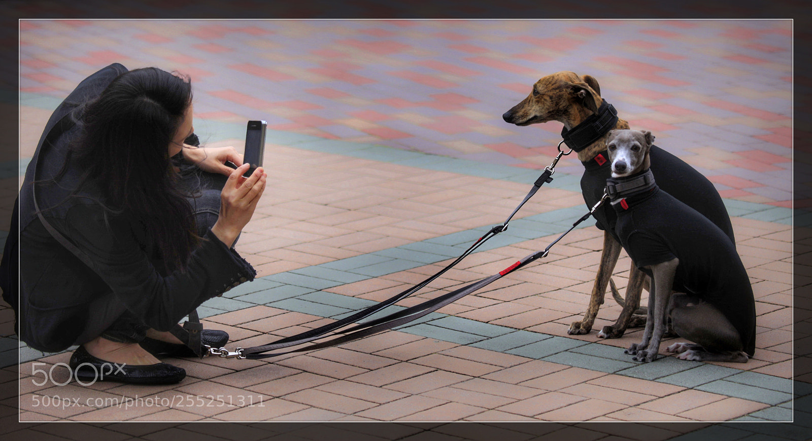 Canon EOS 5D Mark II sample photo. Good dog photography