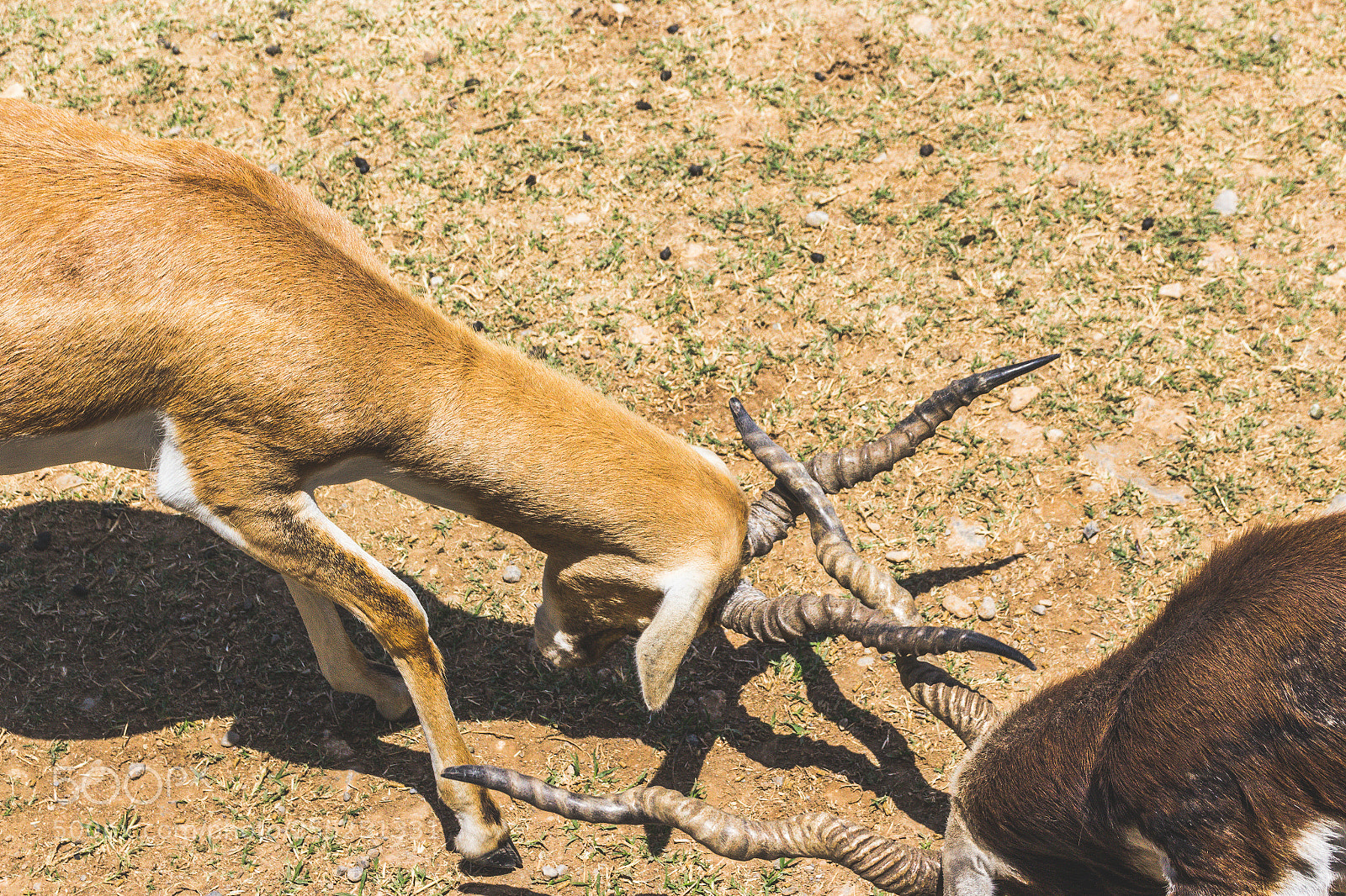 Canon EOS 1200D (EOS Rebel T5 / EOS Kiss X70 / EOS Hi) sample photo. Antelope crashing horn with photography