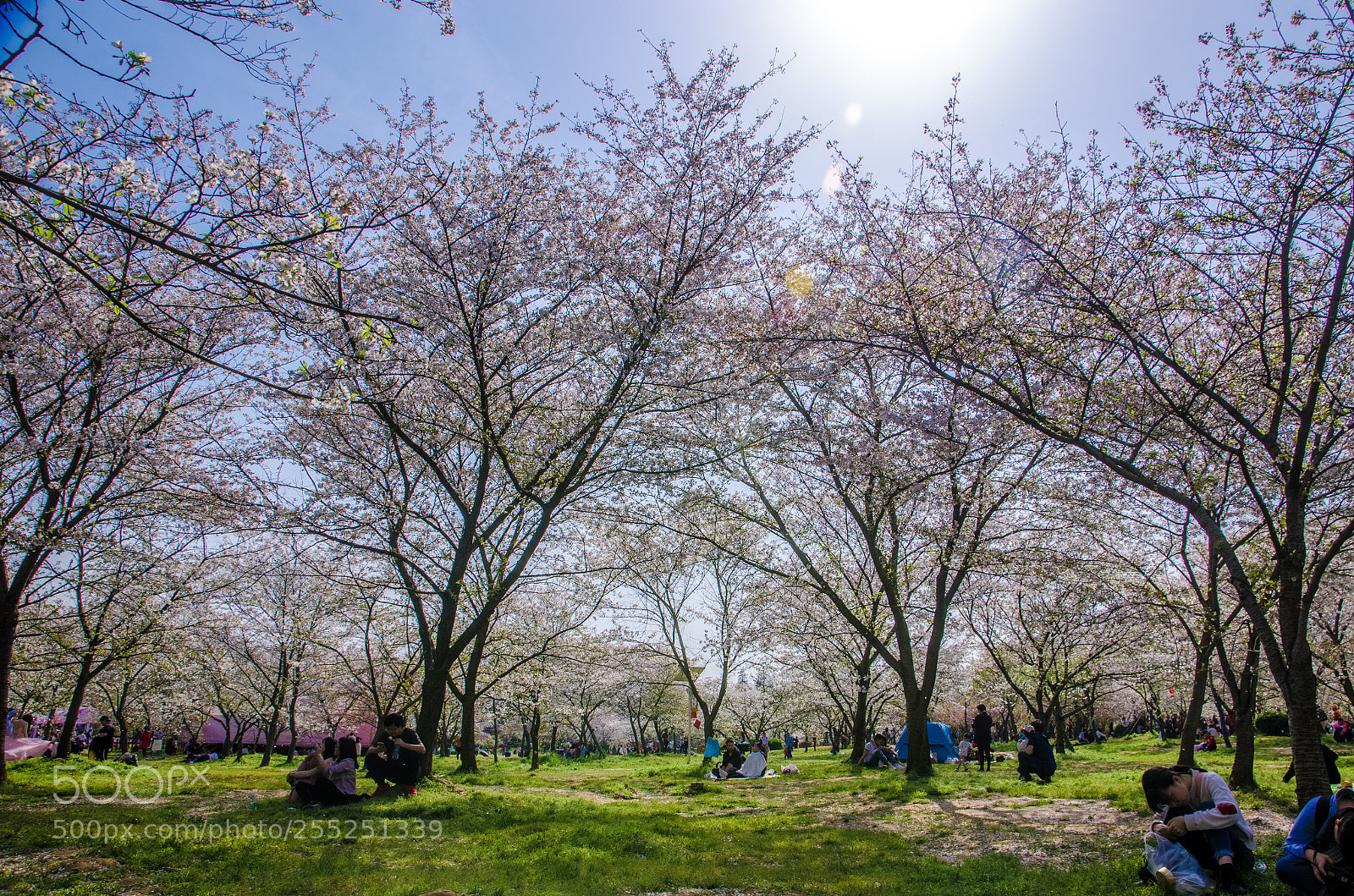 Nikon D7000 sample photo. 赏樱 photography