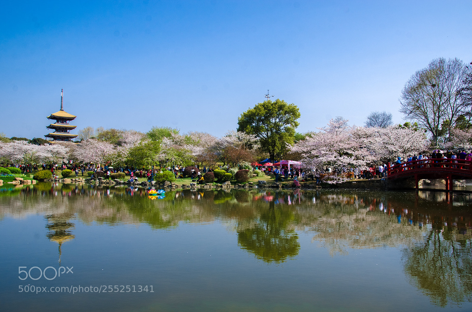 Nikon D7000 sample photo. 赏樱 photography