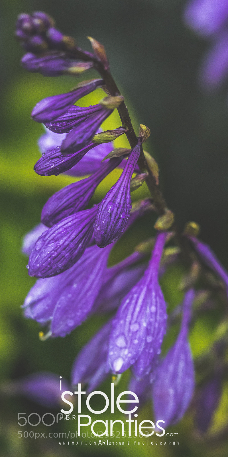 Olympus OM-D E-M1 sample photo. Grandma's house yamamoto, akita photography