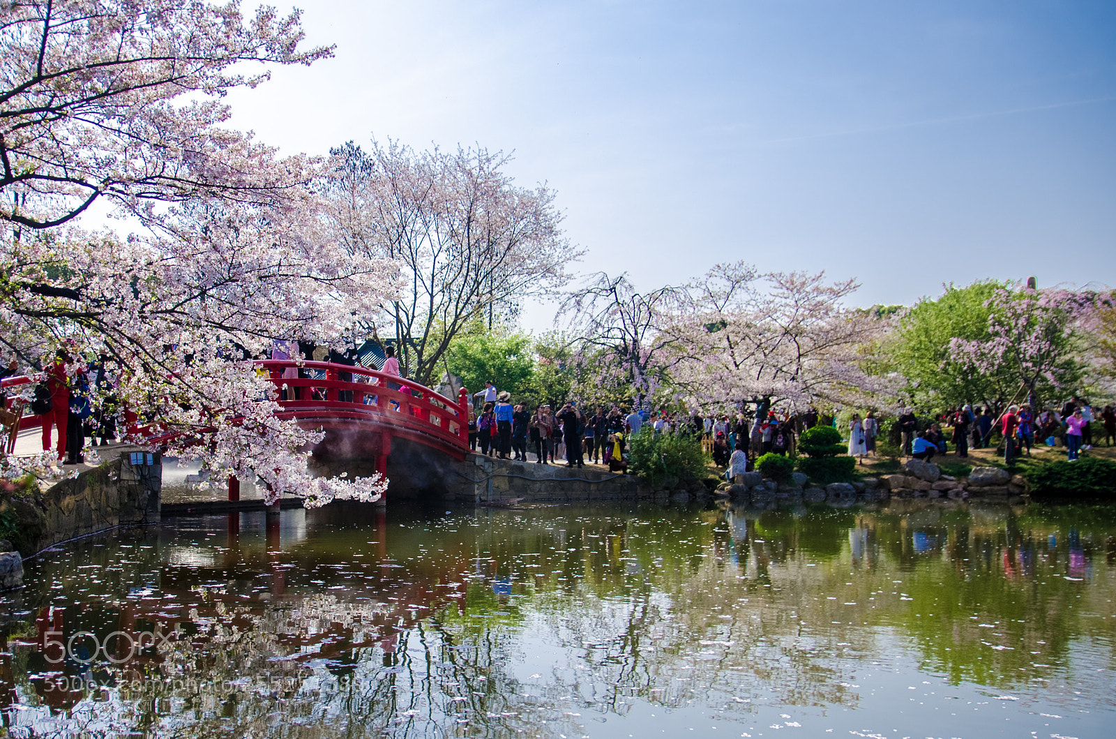 Nikon D7000 sample photo. 赏樱 photography