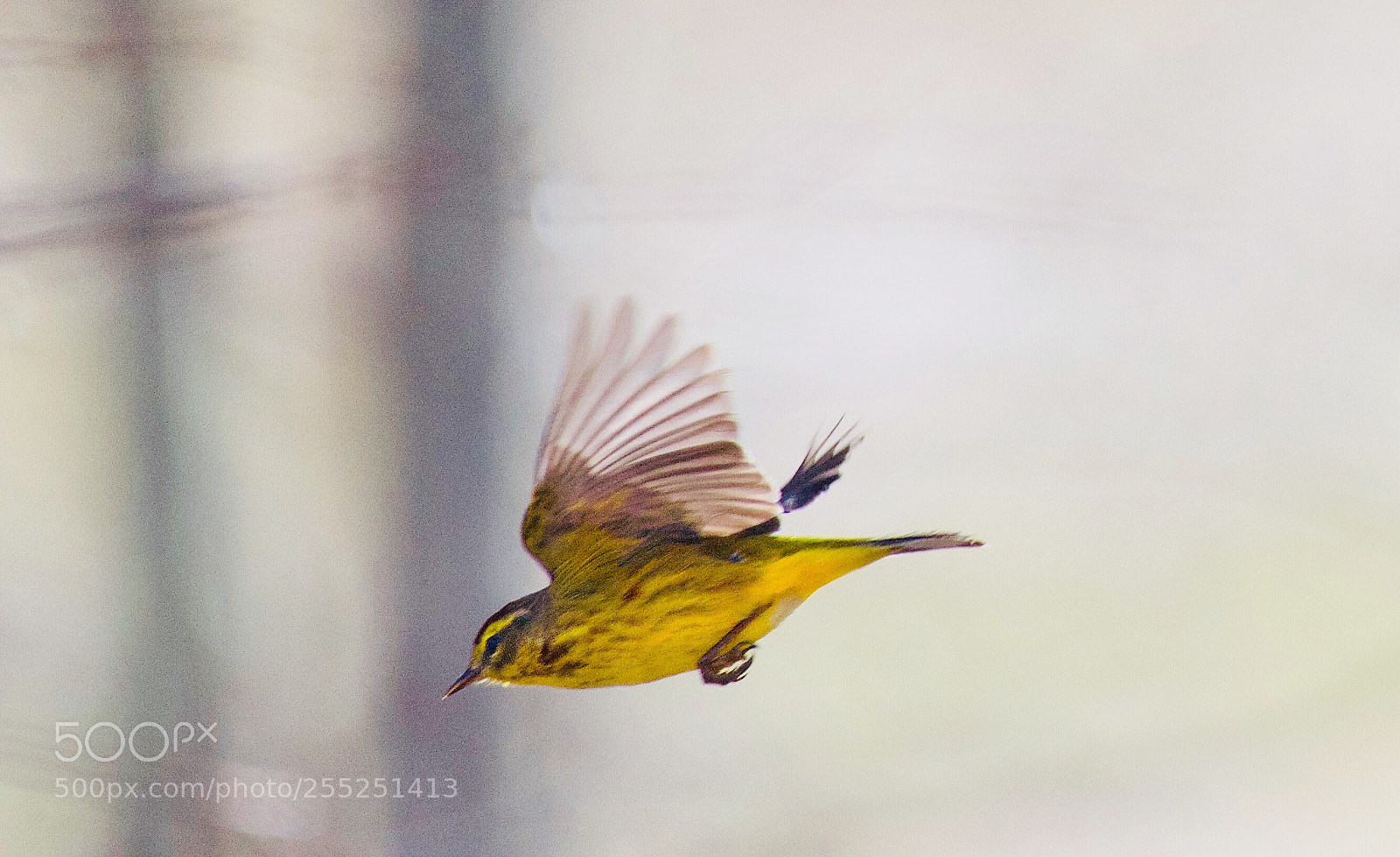Nikon D810 sample photo. Yellow bird photography