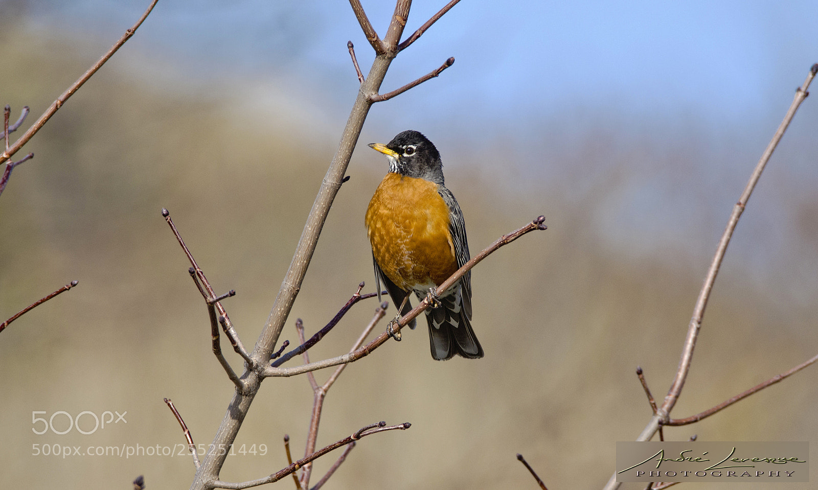 Nikon D7000 sample photo. American robin photography