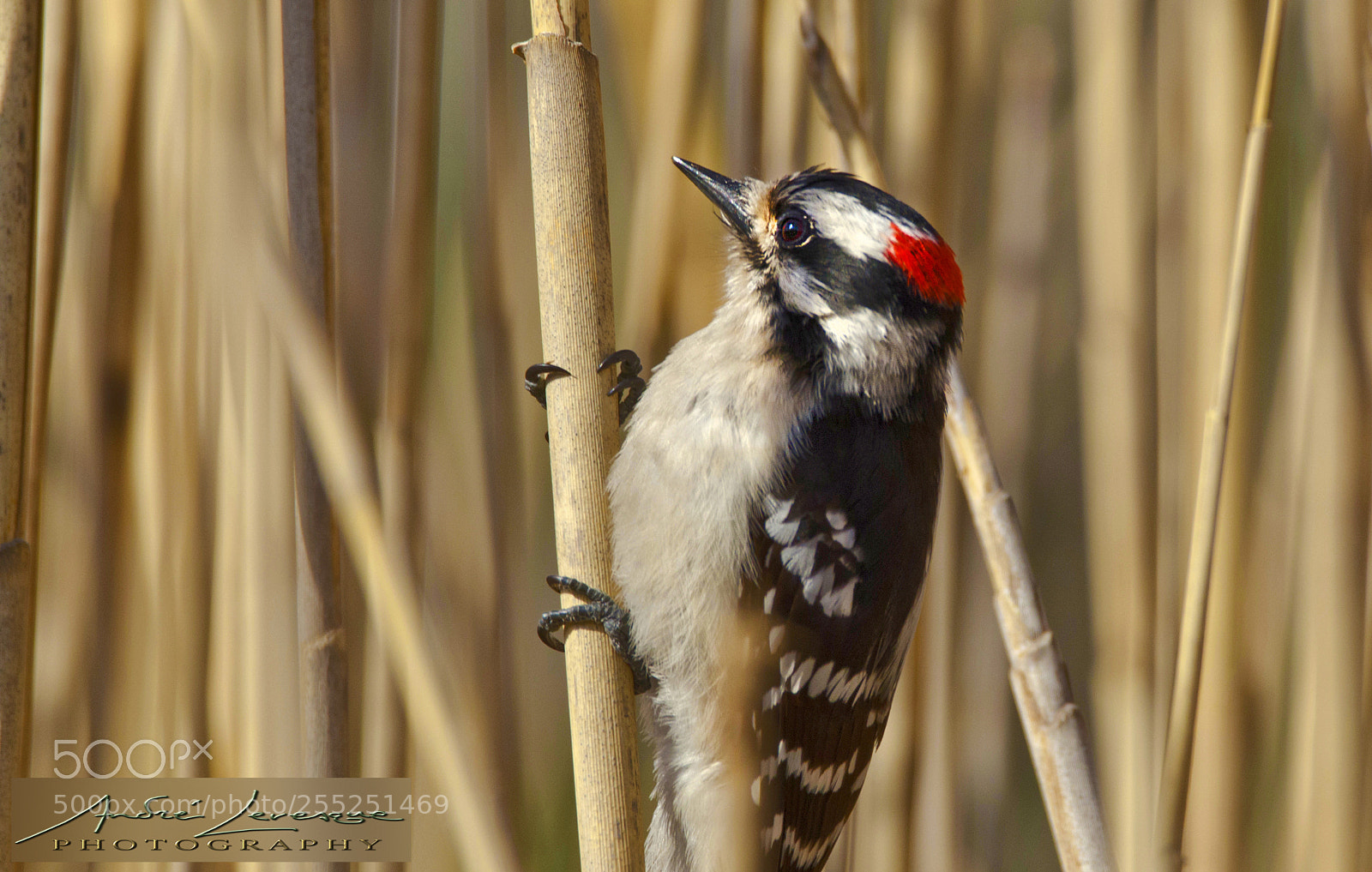 Nikon D7000 sample photo. Downy woodpecker in reeds photography