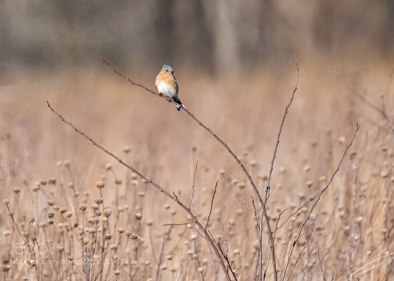 Fujifilm X-H1 sample photo. Eastern bluebird photography