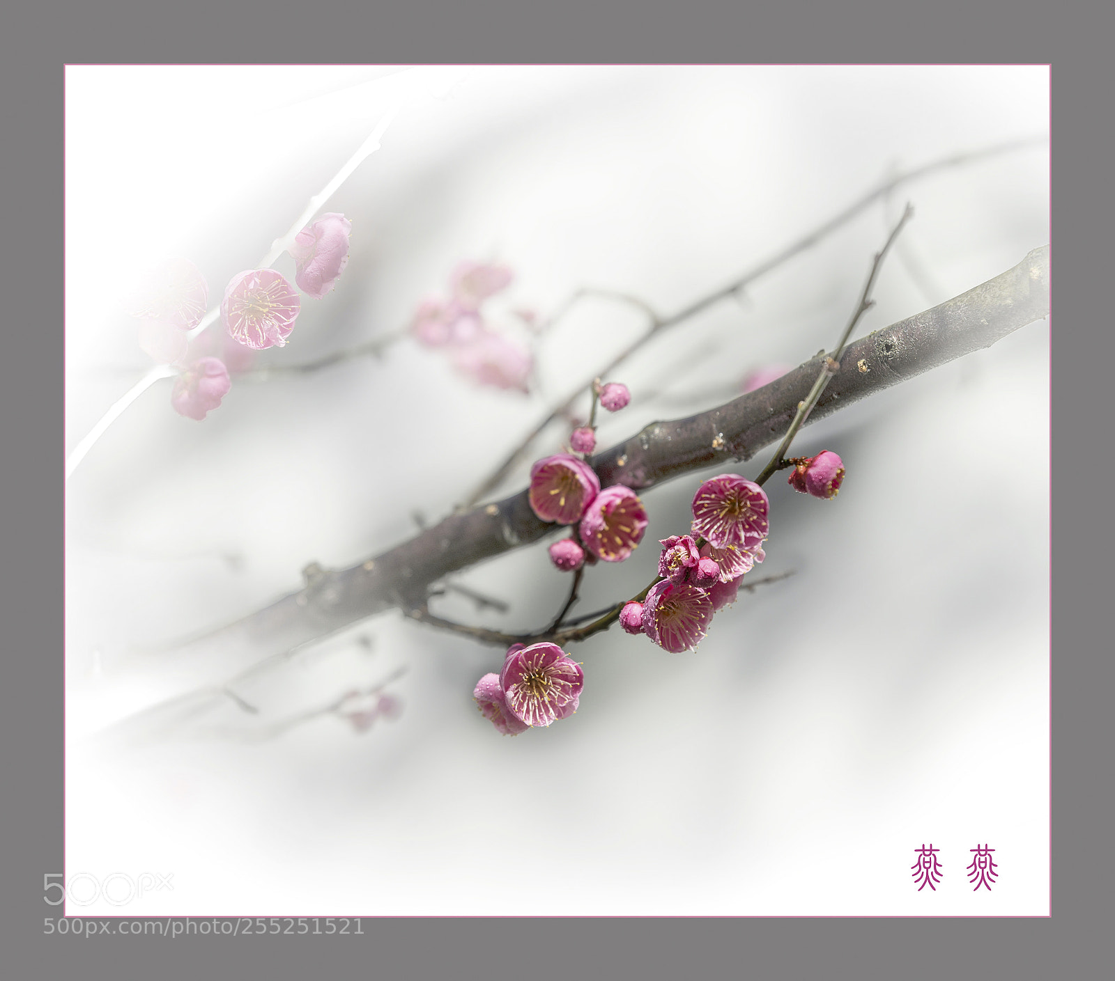 Nikon D600 sample photo. 副本 副本 photography