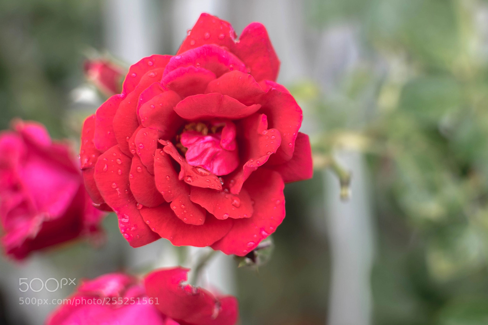 Nikon D5300 sample photo. Unfold photography