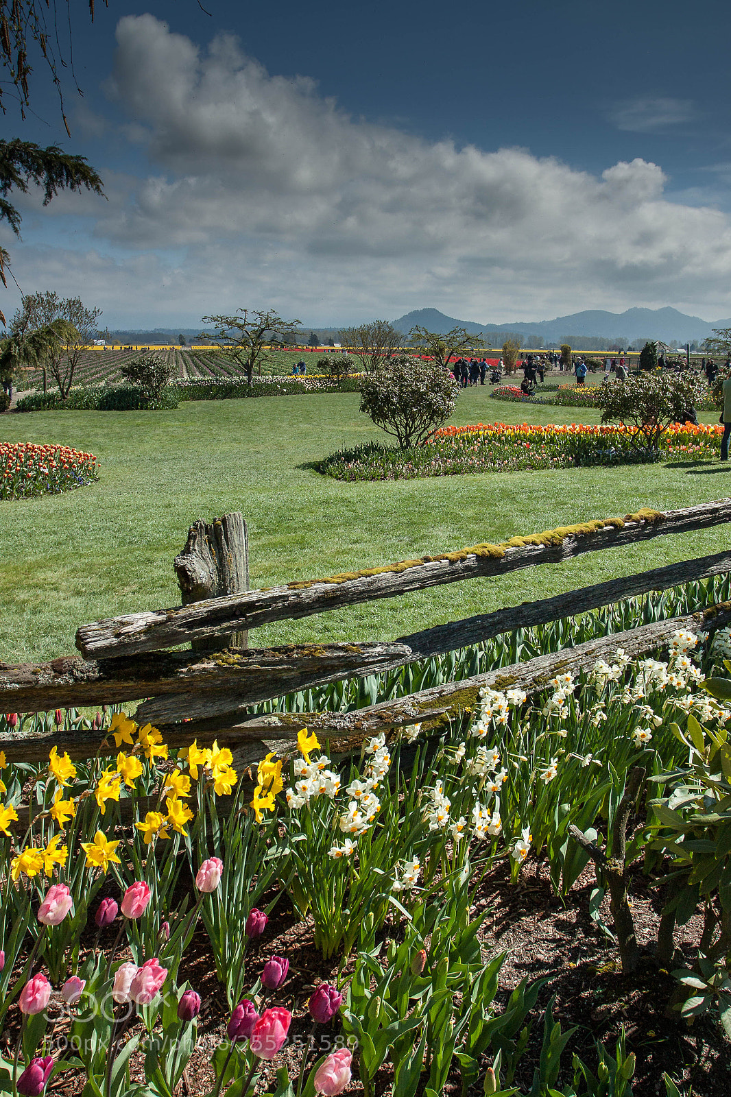 Canon EOS 50D sample photo. Roozengaarde display garden photography