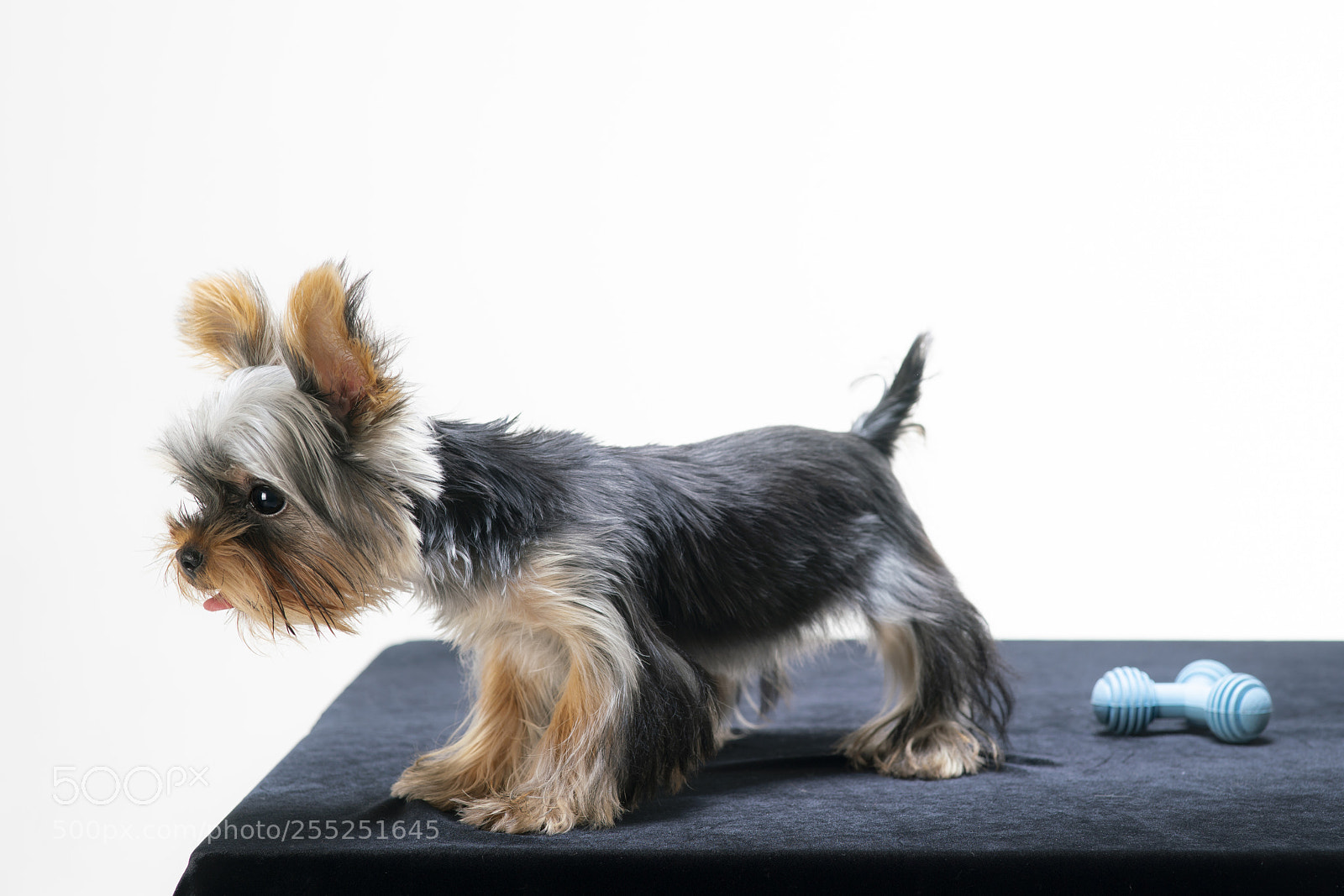 Sony a99 II sample photo. Yorkshire terrier photography