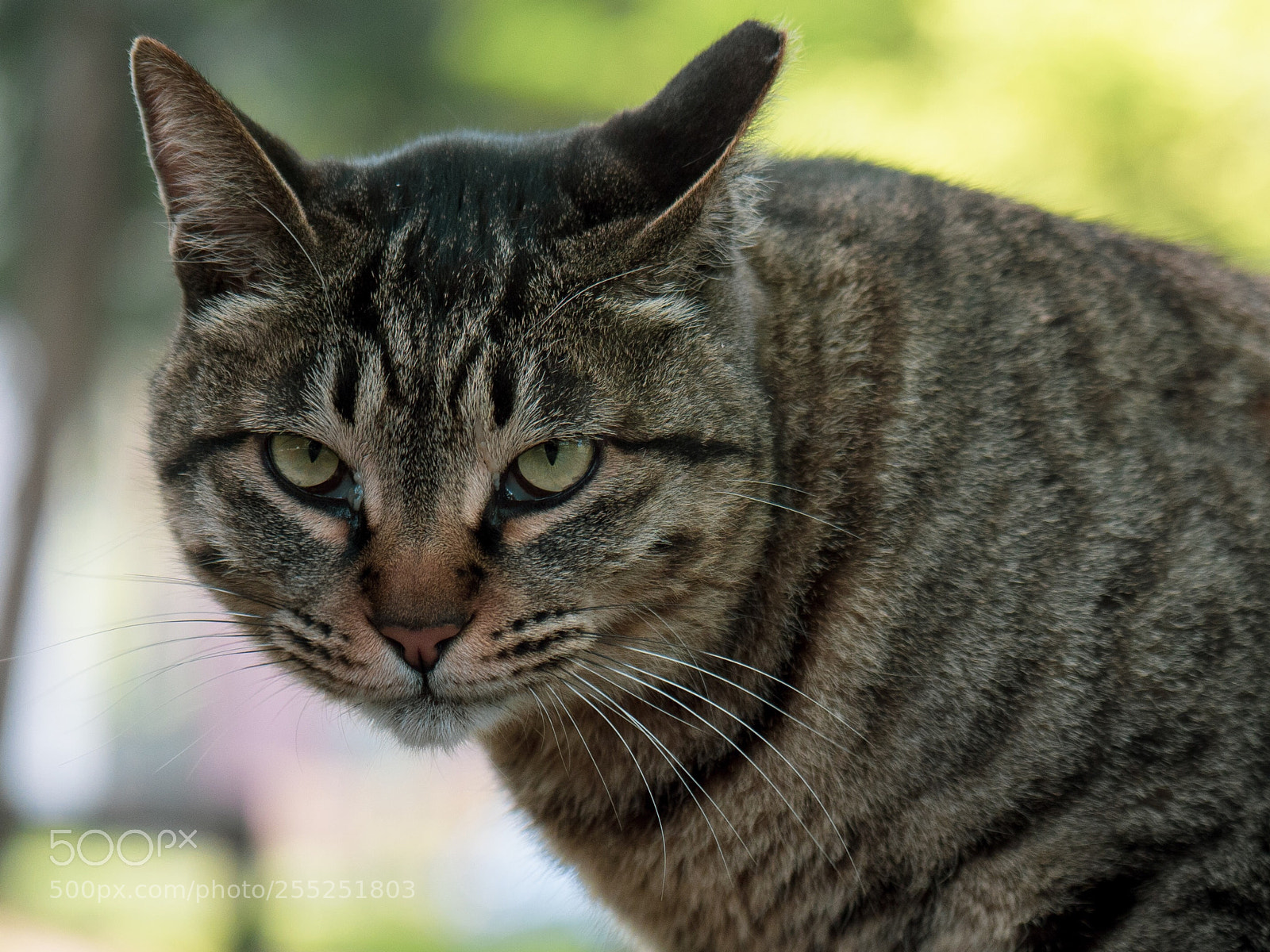 Panasonic Lumix DC-G9 sample photo. 웃고 있는 듯한 고양이 photography