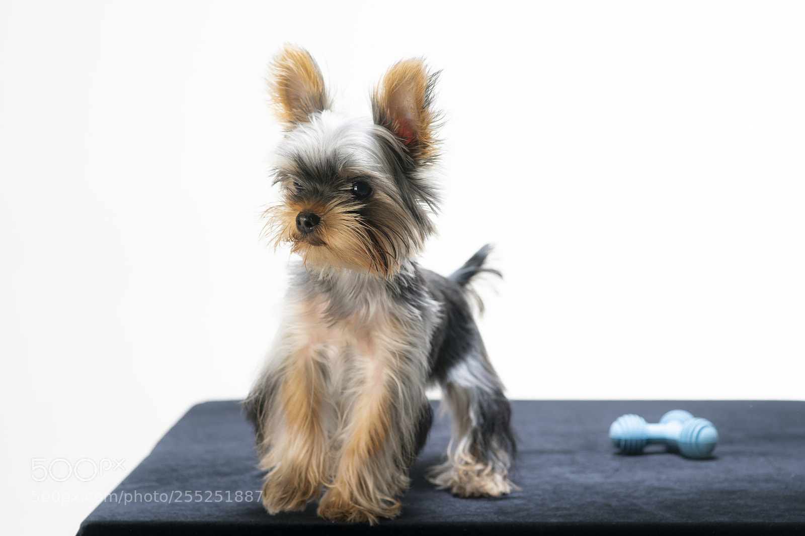 Sony a99 II sample photo. Yorkshire terrier photography