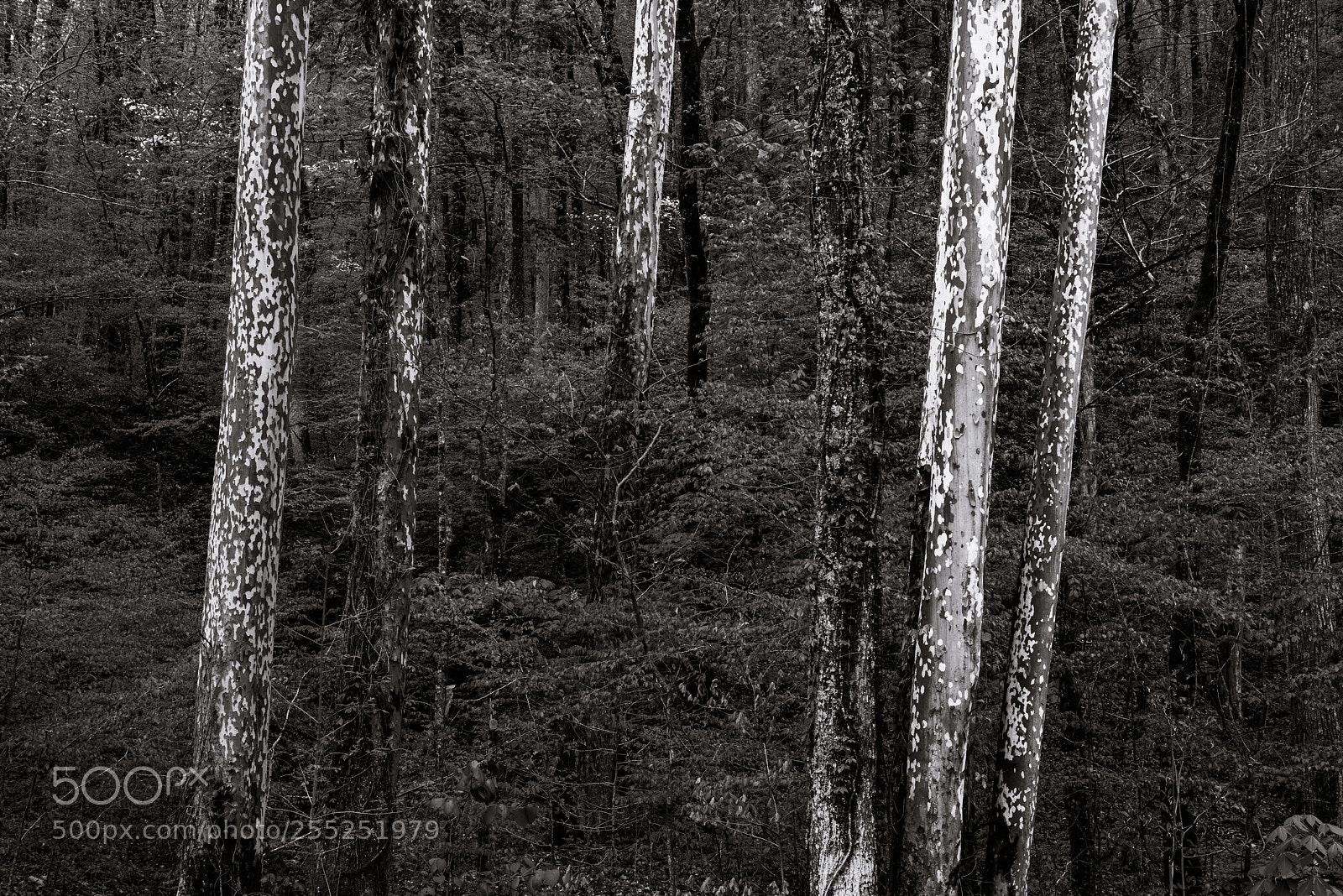 Nikon D810 sample photo. Solo vacations bnw photography
