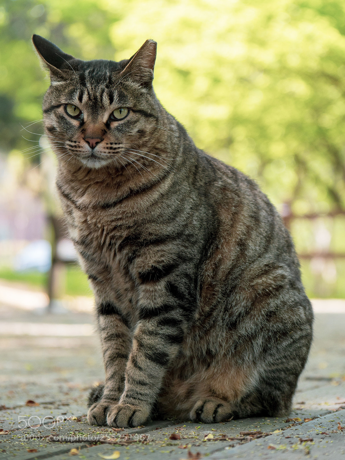 Panasonic Lumix DC-G9 sample photo. 앉아있는 고양이 photography