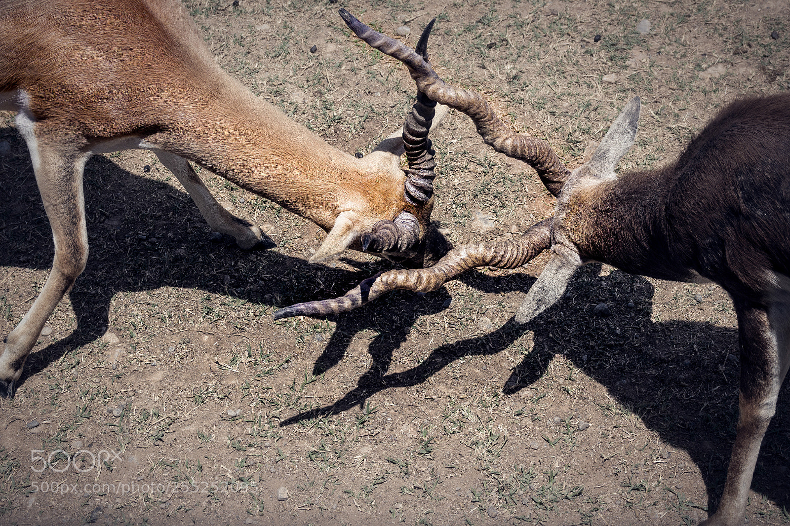 Canon EOS 1200D (EOS Rebel T5 / EOS Kiss X70 / EOS Hi) sample photo. Antelope crashing horn with photography