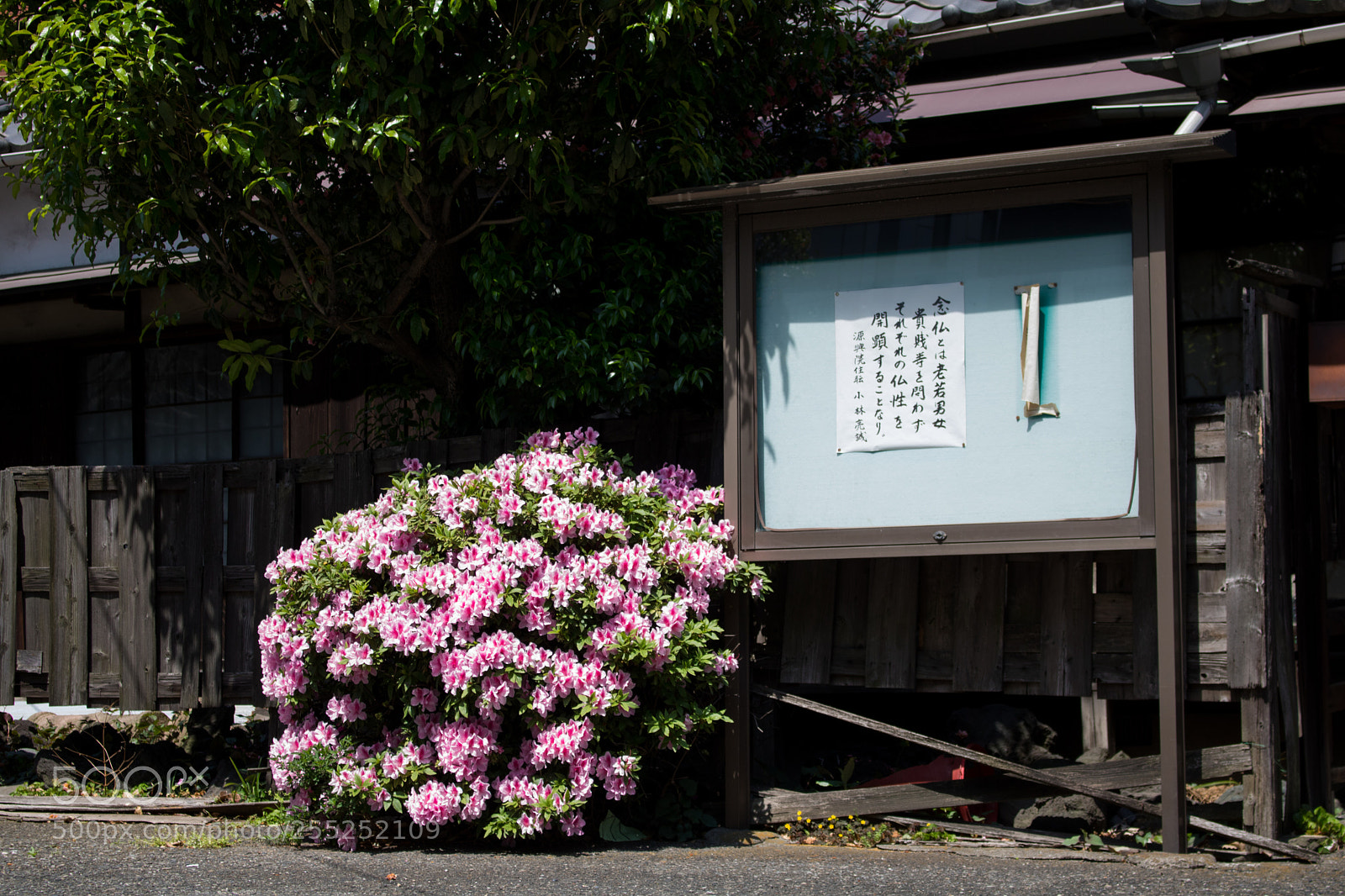 Canon EOS 750D (EOS Rebel T6i / EOS Kiss X8i) sample photo. Flowers by the sign photography