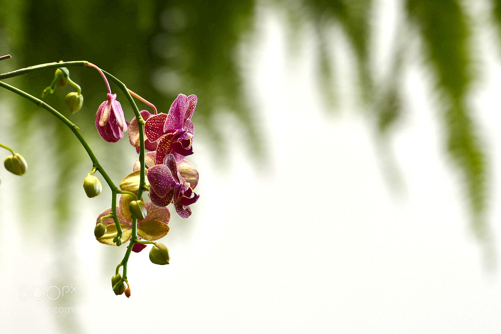 Nikon D800 sample photo. Untitled photography