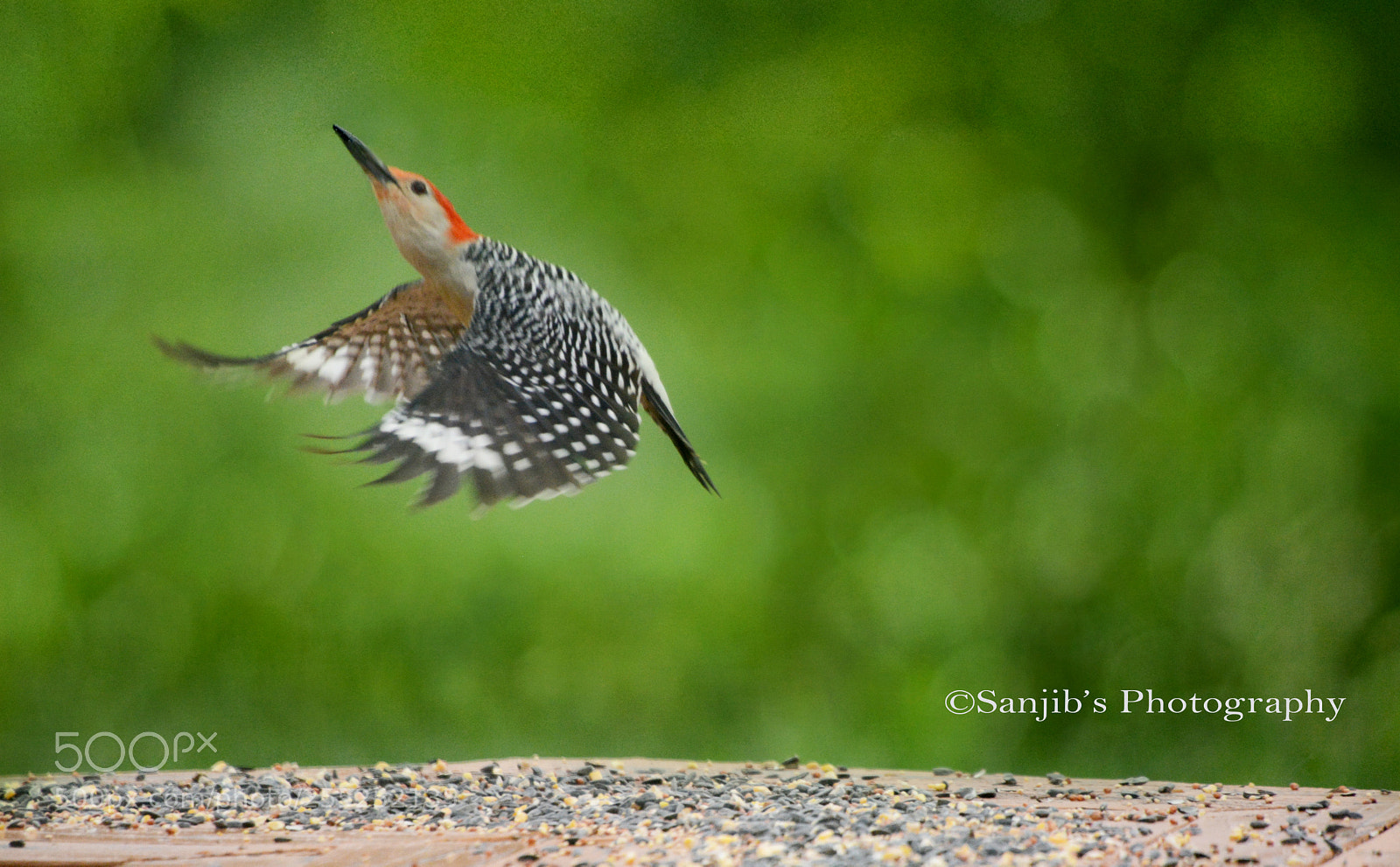 Nikon D7100 sample photo. Woodpecker photography