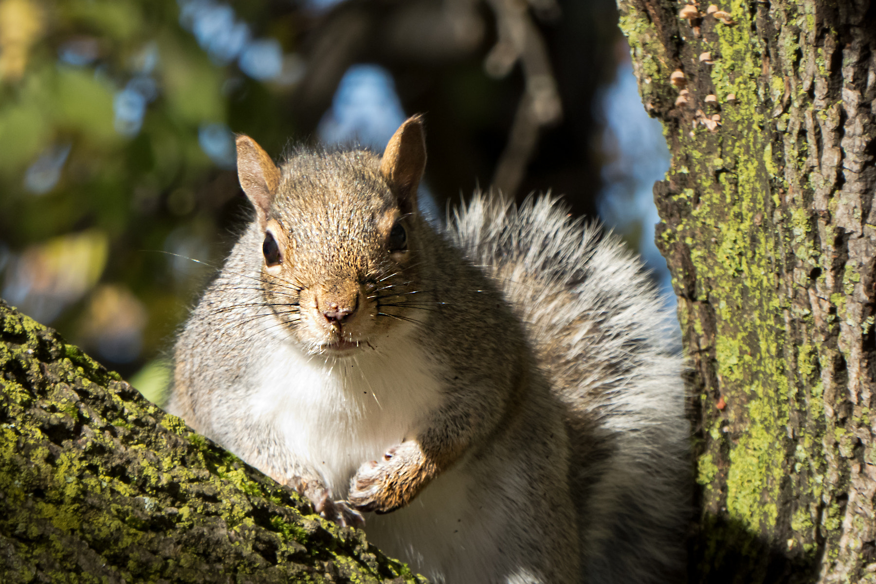 Panasonic Lumix DMC-ZS50 (Lumix DMC-TZ70) sample photo. Squirrel photography