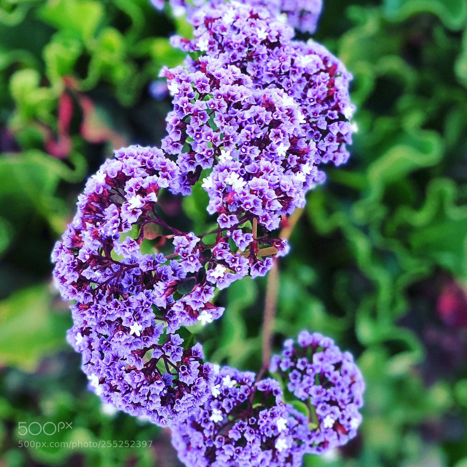Apple iPhone X sample photo. Violet flowers photography