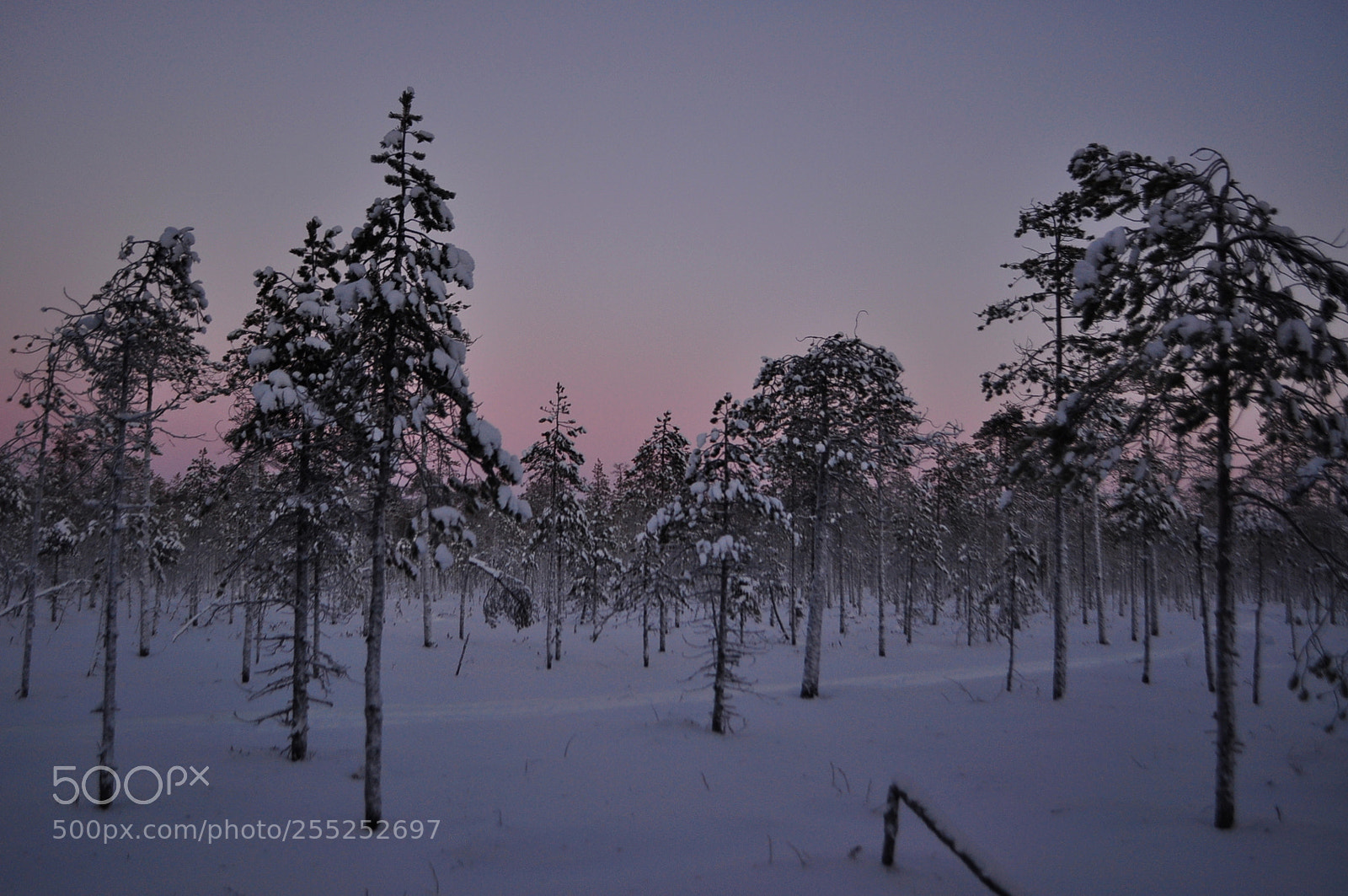 Nikon D5000 sample photo. Winter in lappland photography
