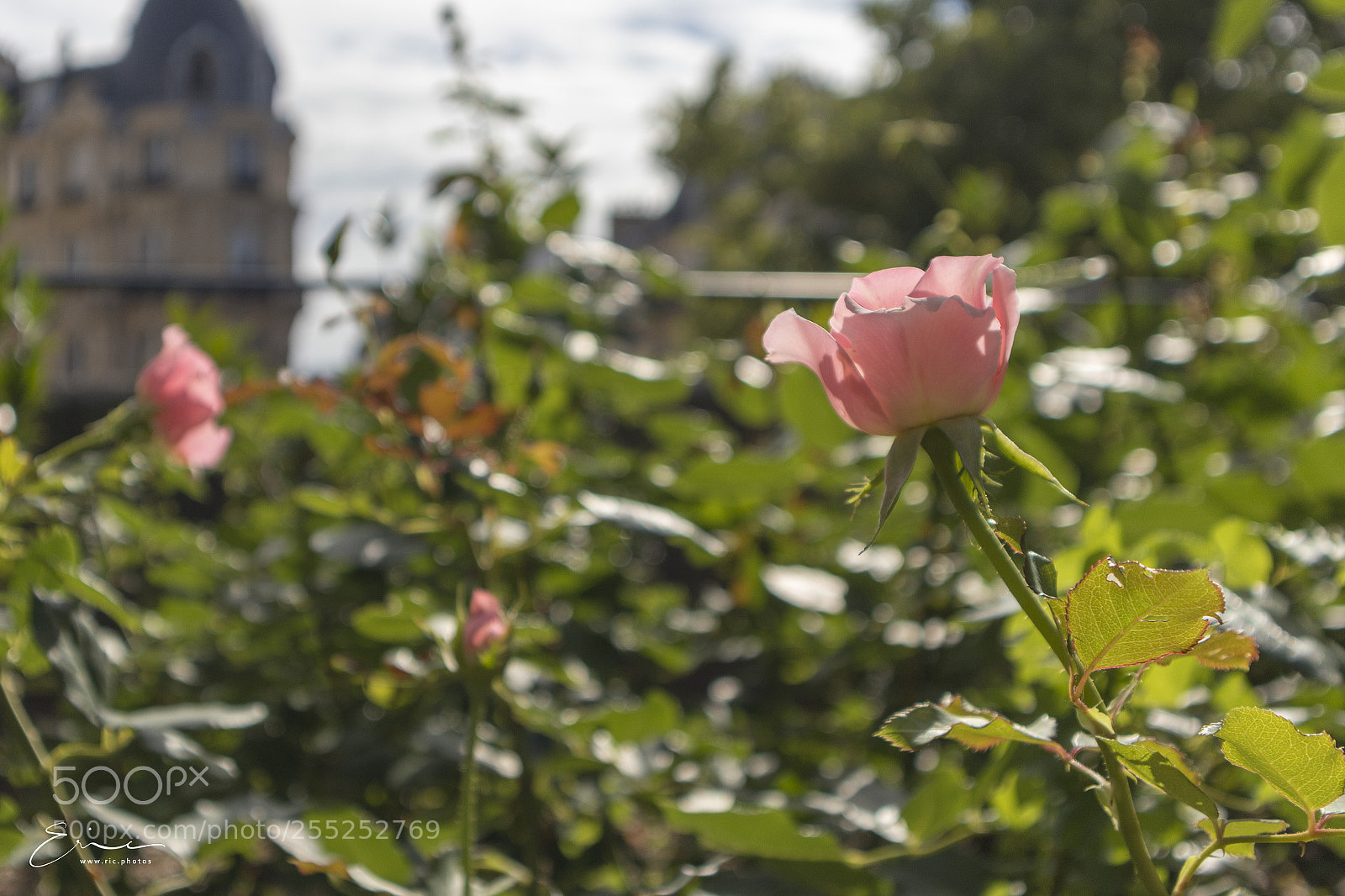 Canon EOS M5 sample photo. 2017-07-11 promenade plant e photography