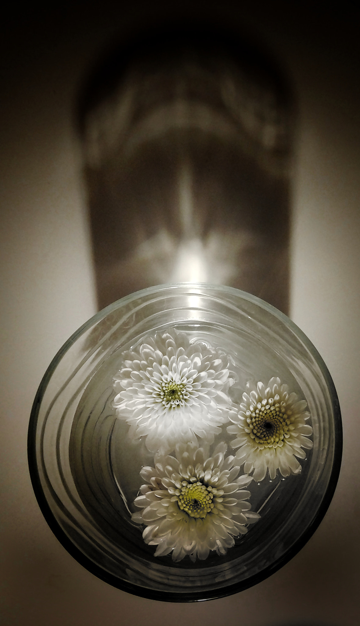Motorola XT1650 sample photo. A cup of flower photography