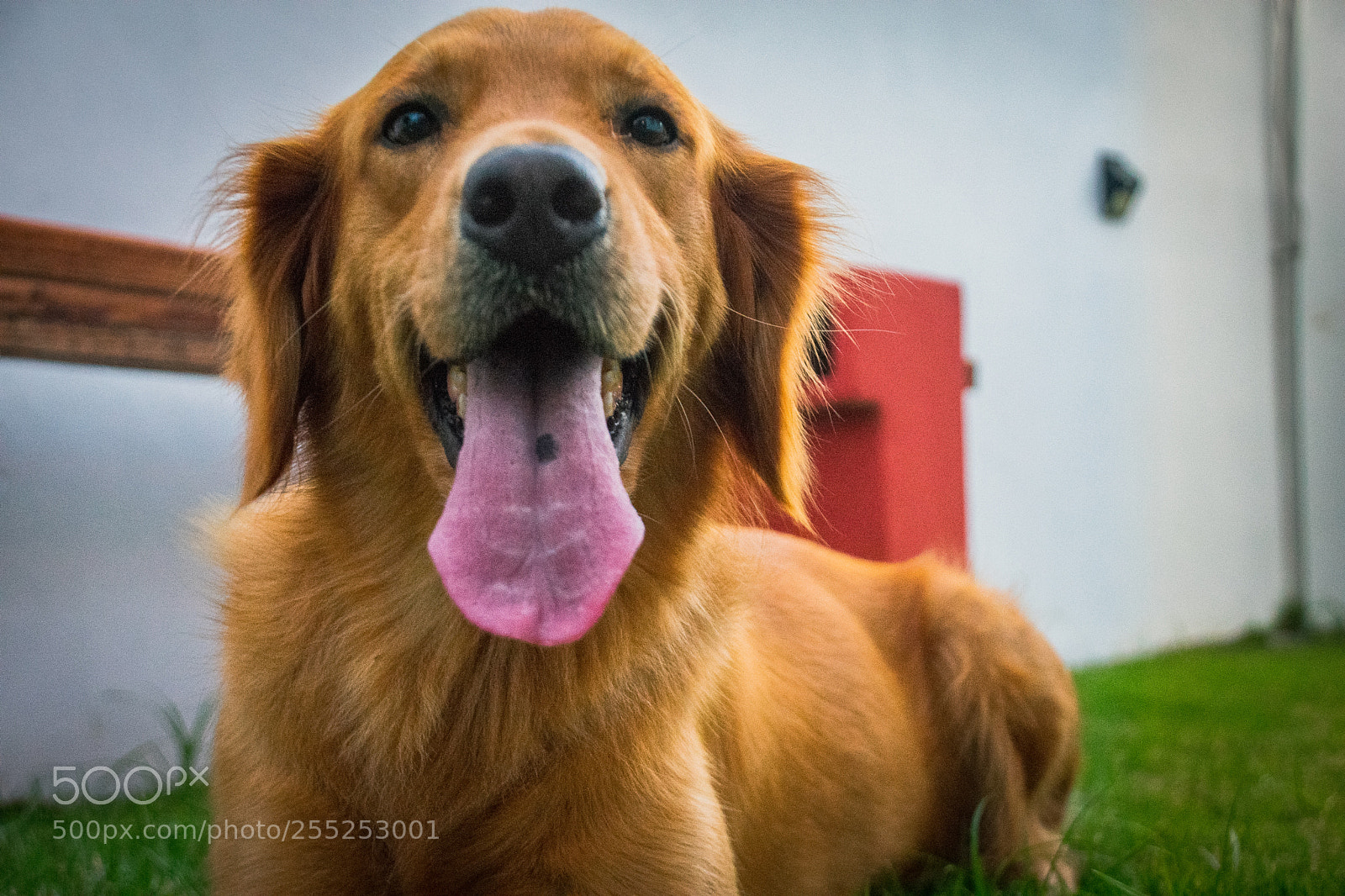 Nikon D3400 sample photo. A good girl photography