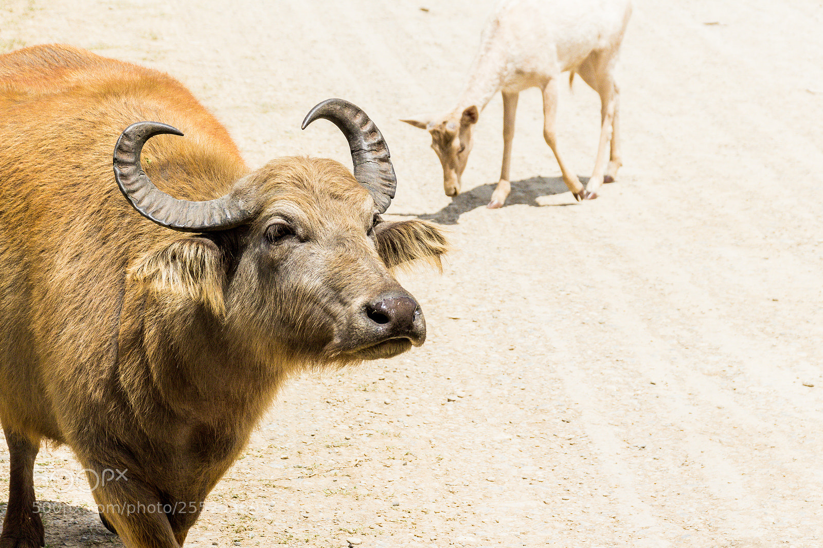 Canon EOS 1200D (EOS Rebel T5 / EOS Kiss X70 / EOS Hi) sample photo. Buffalo in a nature photography