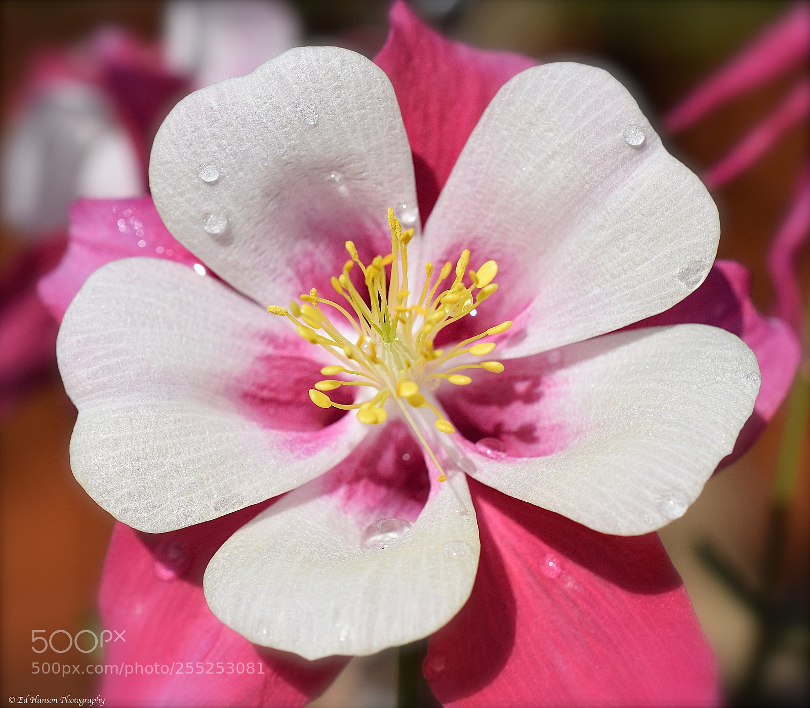 Nikon D3300 sample photo. Red columbine photography