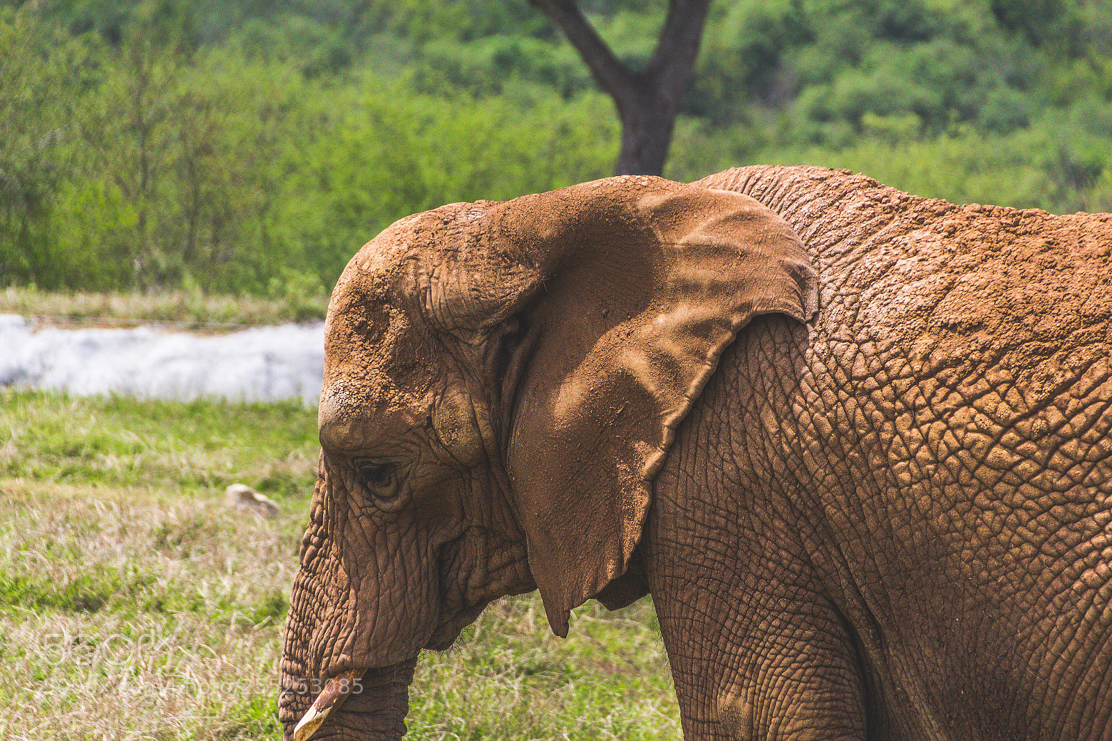 Canon EOS 1200D (EOS Rebel T5 / EOS Kiss X70 / EOS Hi) sample photo. Elephant in the field photography