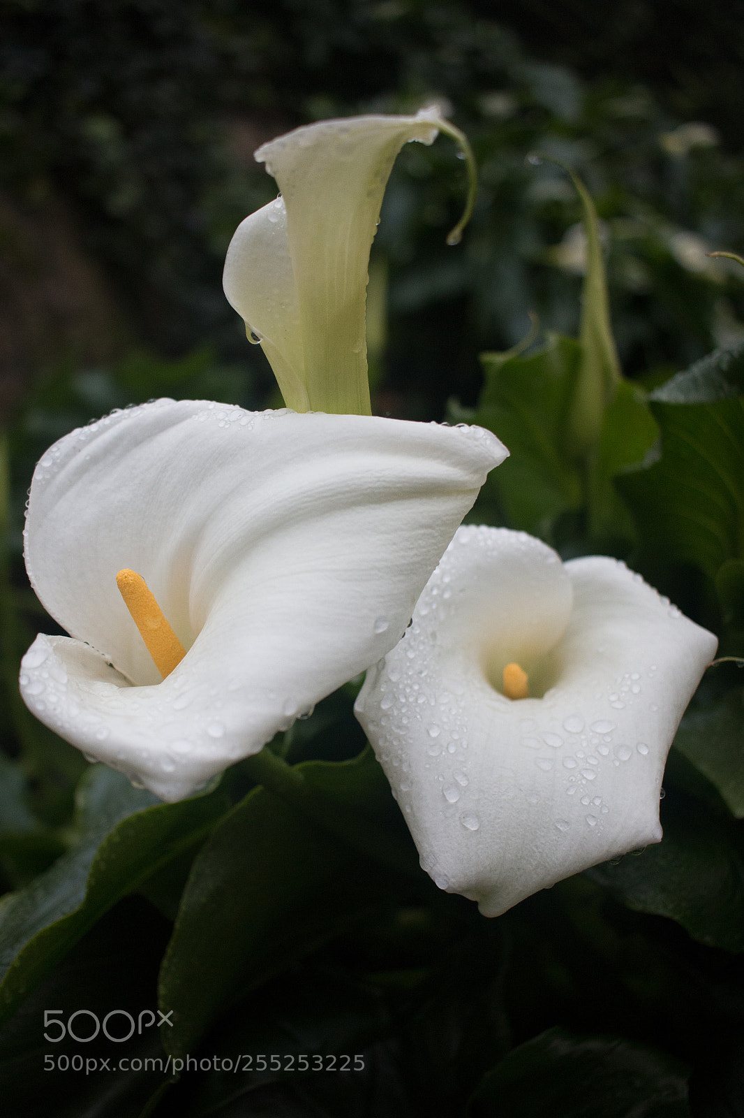 Canon EOS 70D sample photo. Untitled photography