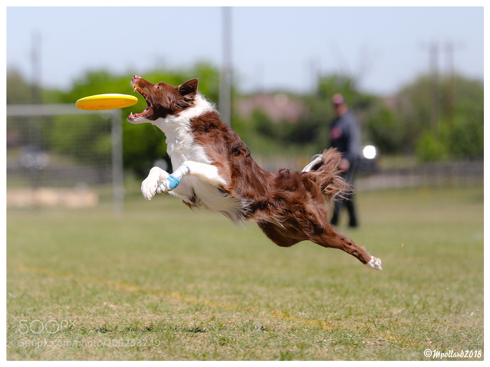 Canon EOS-1D X Mark II sample photo. Frisbee dogs photography