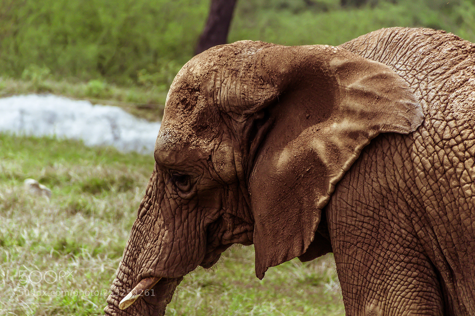 Canon EOS 1200D (EOS Rebel T5 / EOS Kiss X70 / EOS Hi) sample photo. Elephant in the field photography