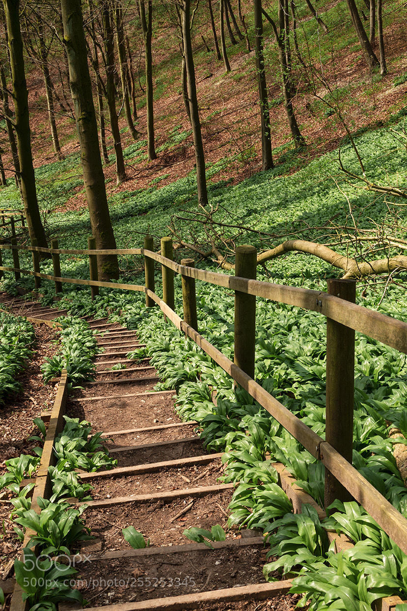 Canon EOS 7D sample photo. Looking down steps photography