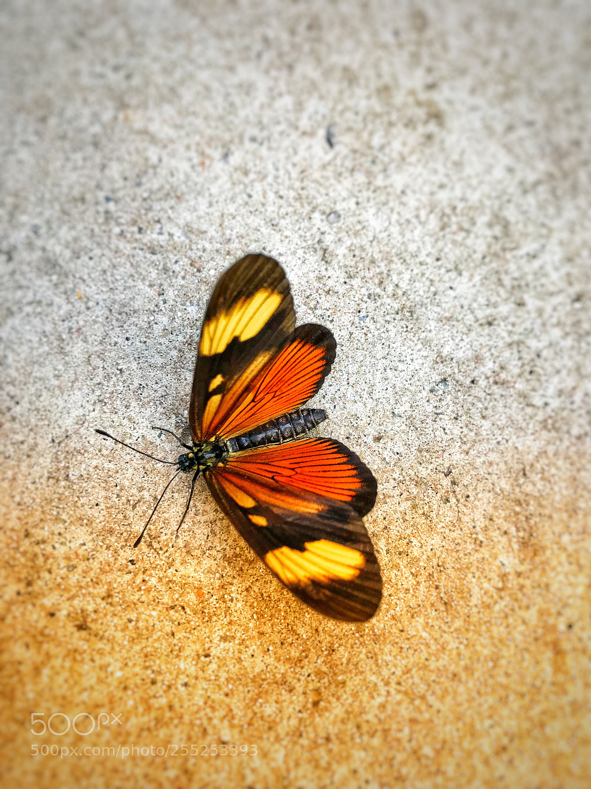 Apple iPhone 7 sample photo. Untitled photography