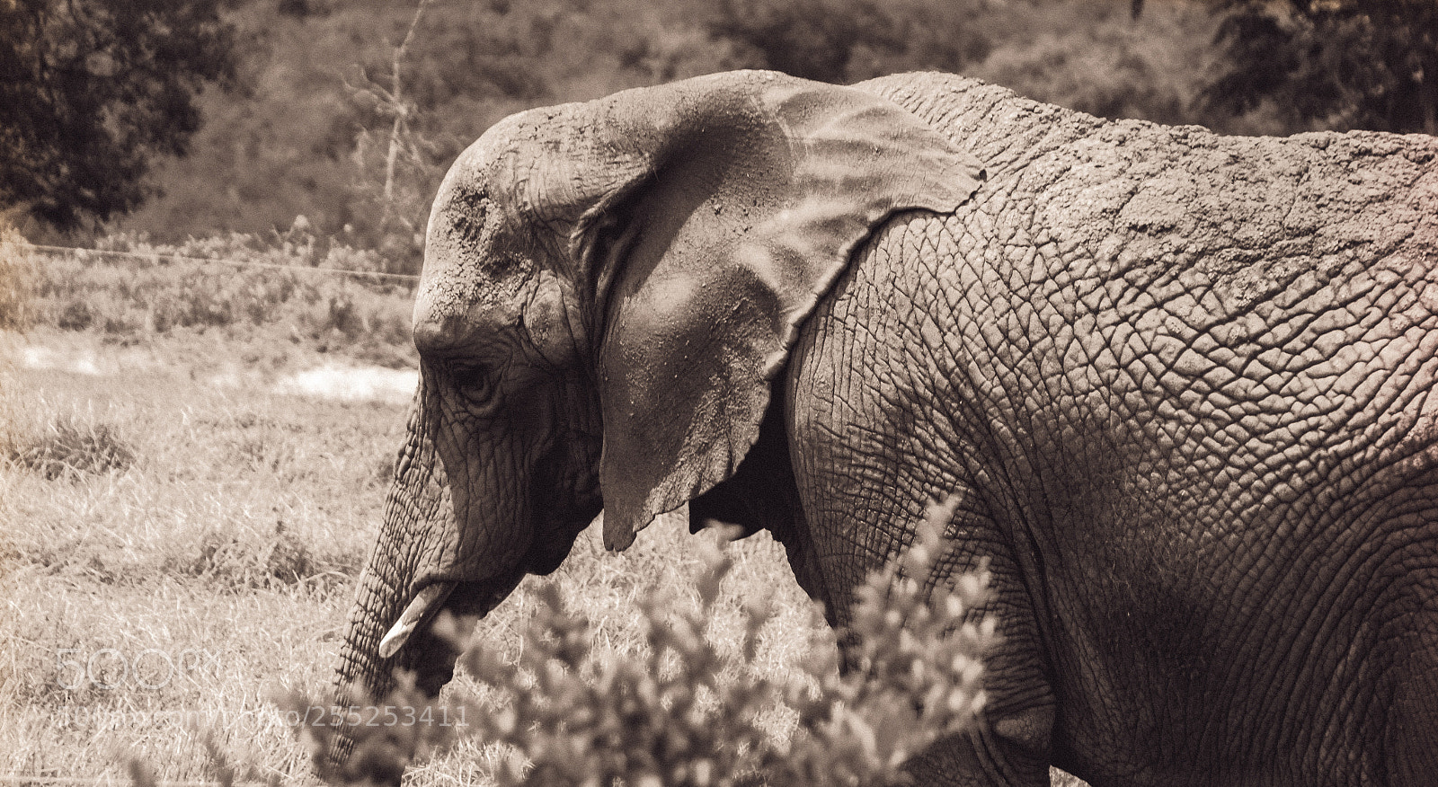 Canon EOS 1200D (EOS Rebel T5 / EOS Kiss X70 / EOS Hi) sample photo. Elephant in the field photography