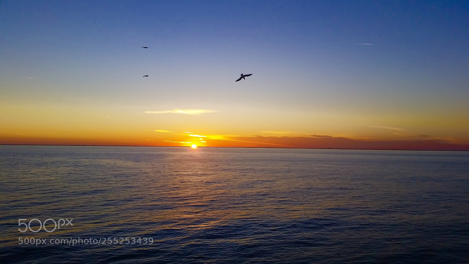 Samsung Galaxy S5 sample photo. Sunset flight photography
