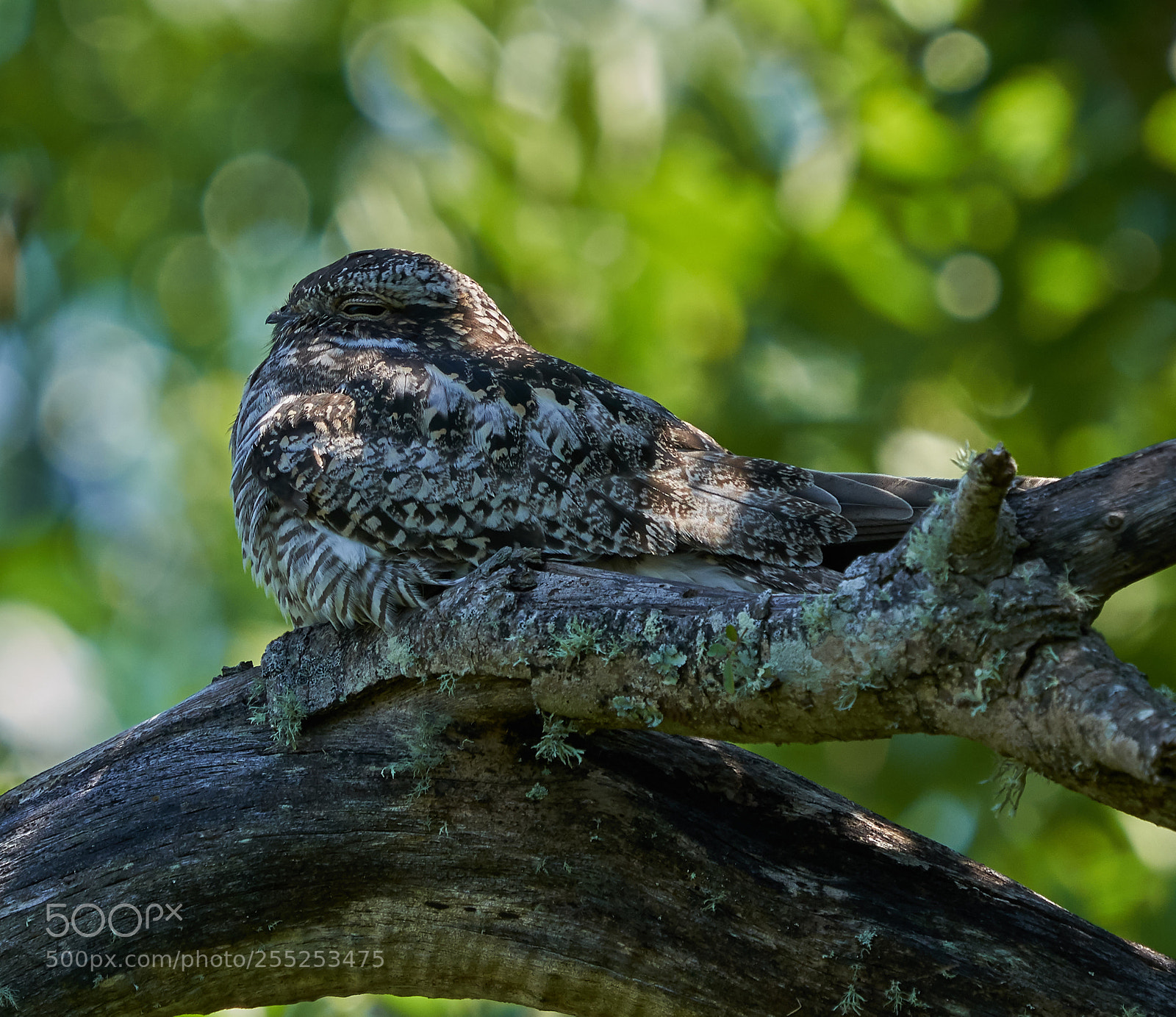 Sony a7R III sample photo. Night hawk portrait photography