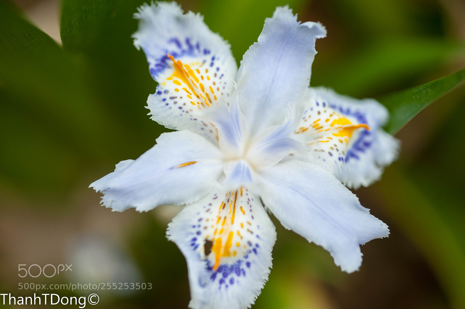 Nikon D700 sample photo. Iris japonica photography