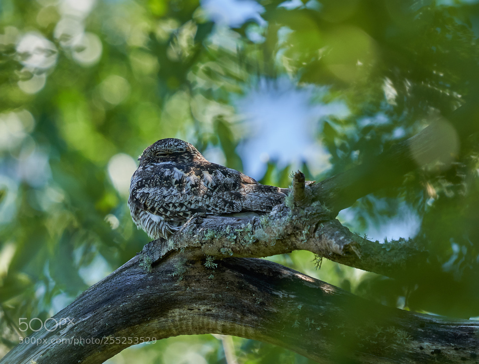 Sony a7R III sample photo. Night hawk portrait photography