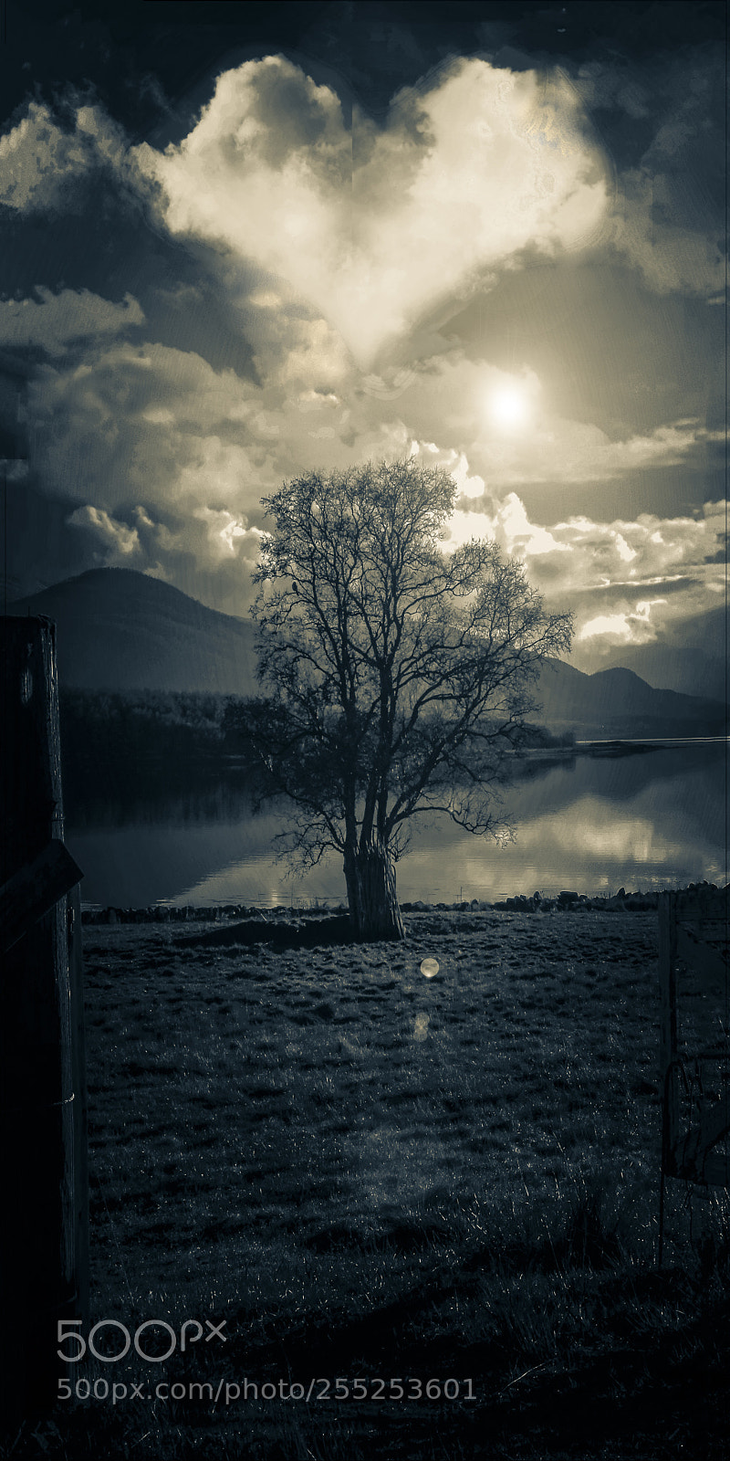 Canon EOS-1D Mark IV sample photo. Tree photography