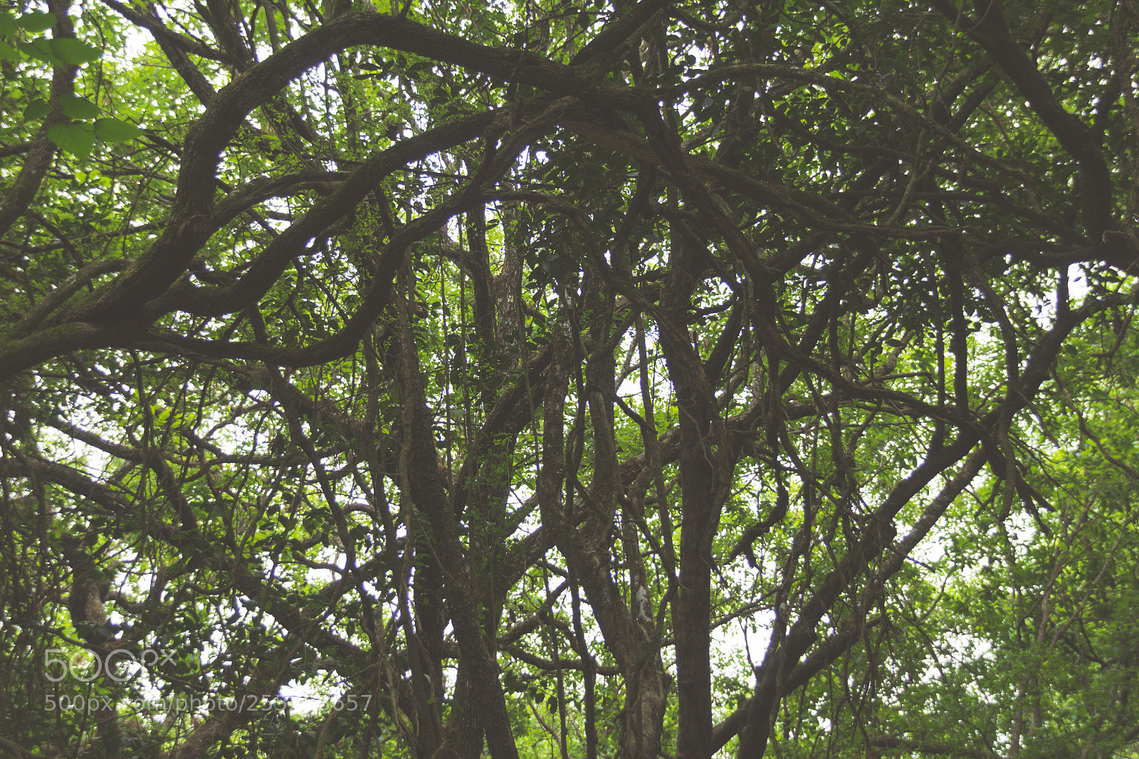 Canon EOS 1200D (EOS Rebel T5 / EOS Kiss X70 / EOS Hi) sample photo. Trees intertwined in a photography