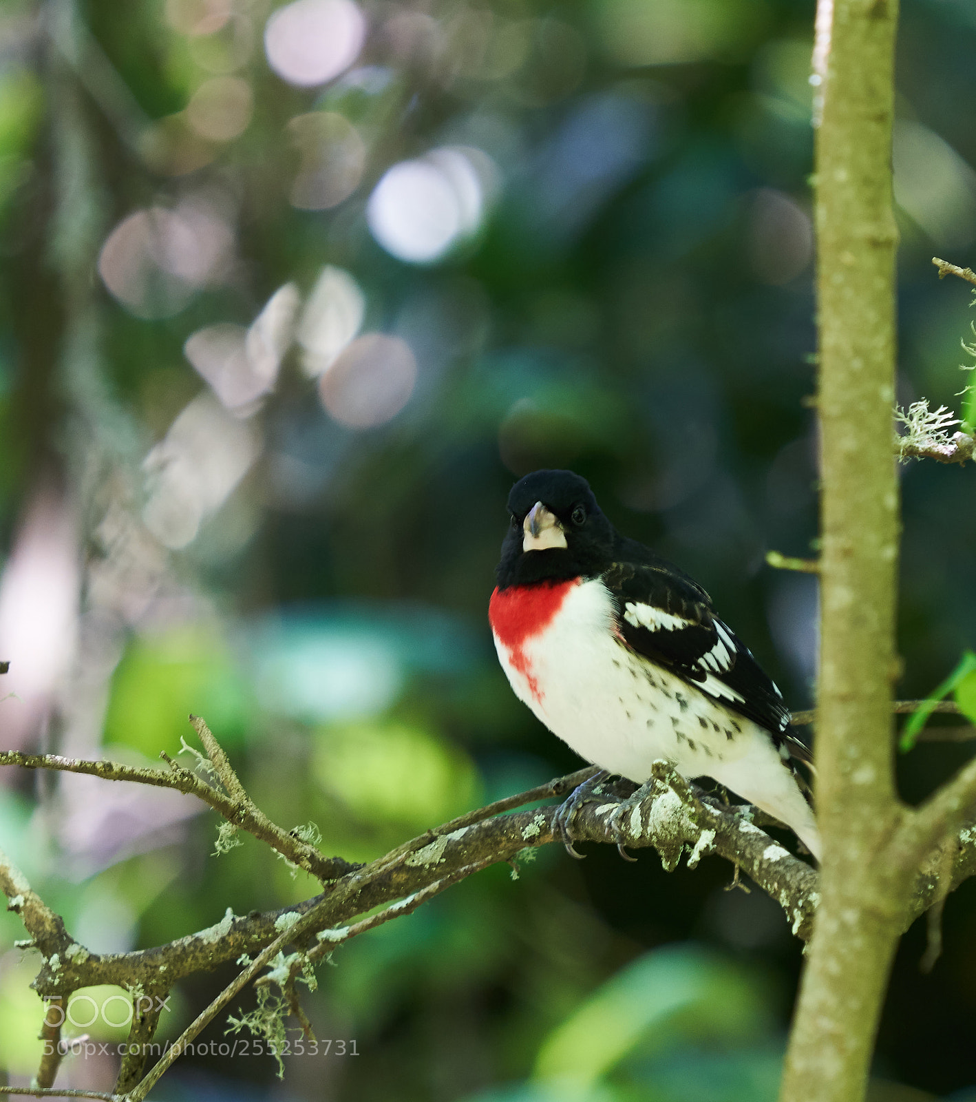 Sony a7R III sample photo. Rose-breasted grosbeak photography