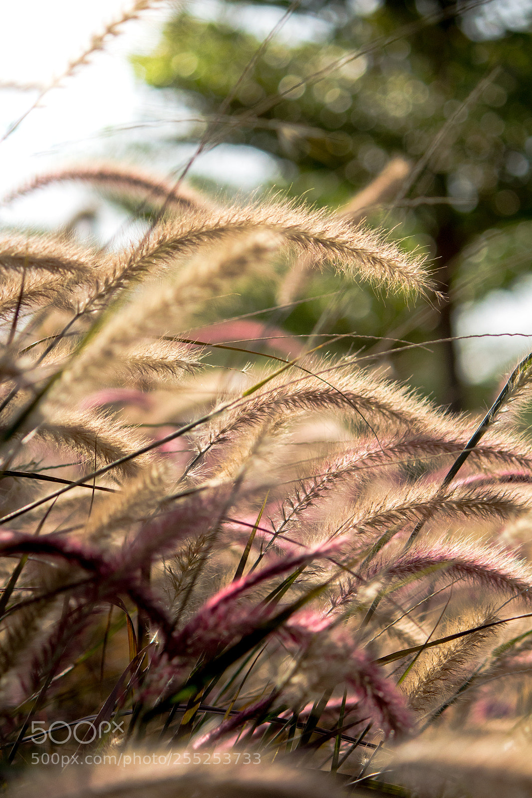 Canon EOS 700D (EOS Rebel T5i / EOS Kiss X7i) sample photo. Mg photography