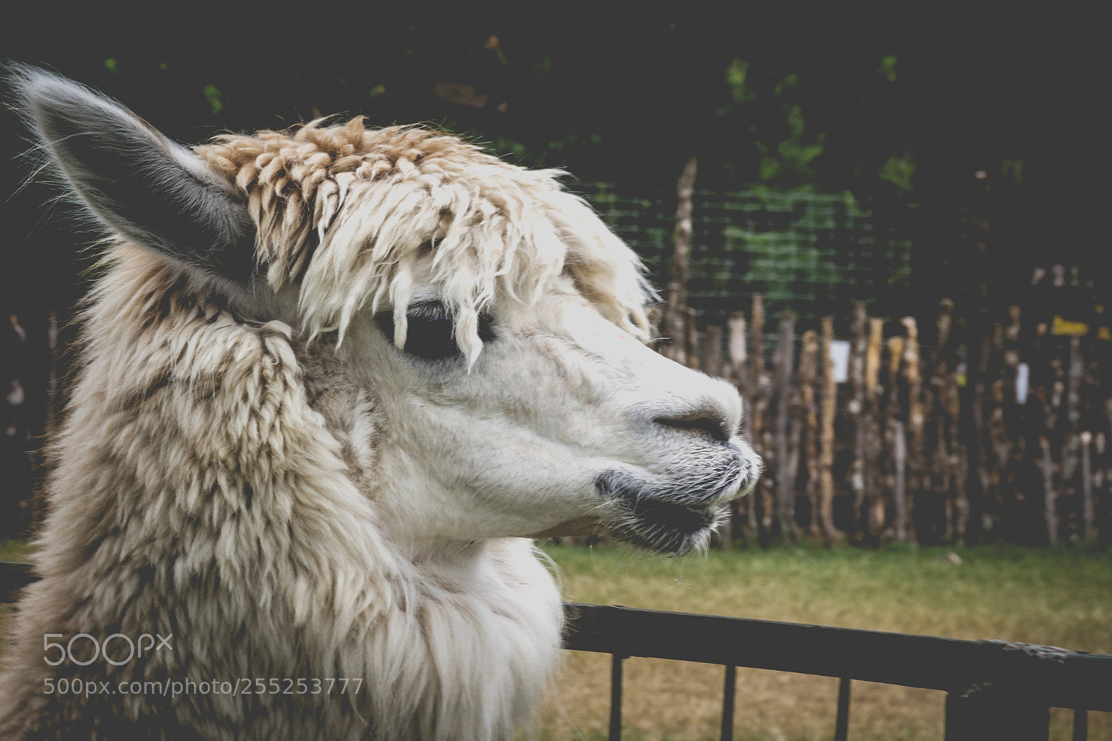 Canon EOS 1200D (EOS Rebel T5 / EOS Kiss X70 / EOS Hi) sample photo. Portrait of a lama photography