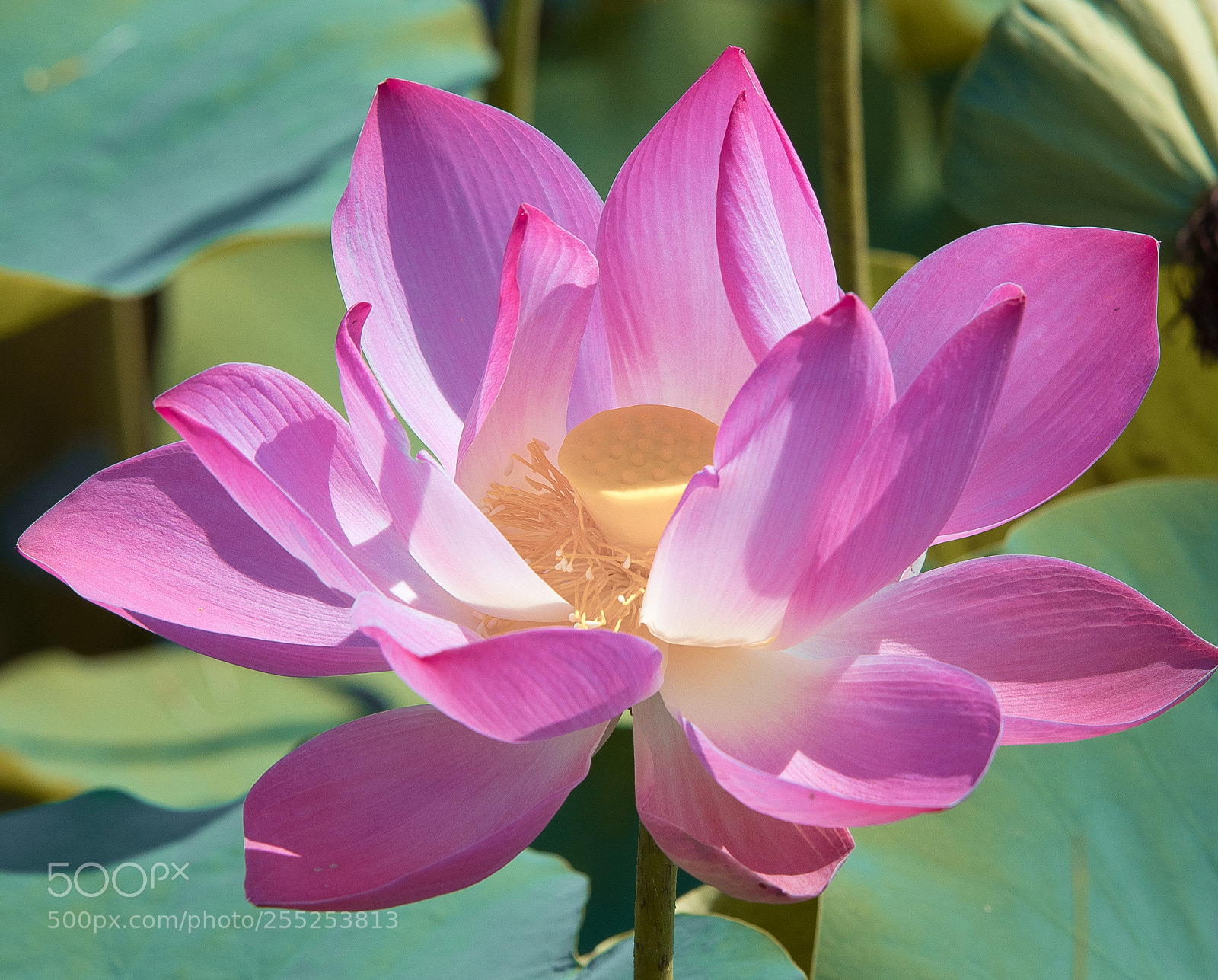 Canon EOS 80D sample photo. Lotus photography