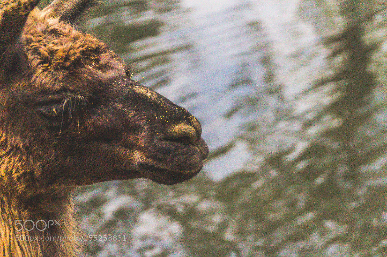 Canon EOS 1200D (EOS Rebel T5 / EOS Kiss X70 / EOS Hi) sample photo. Portrait of a lama photography
