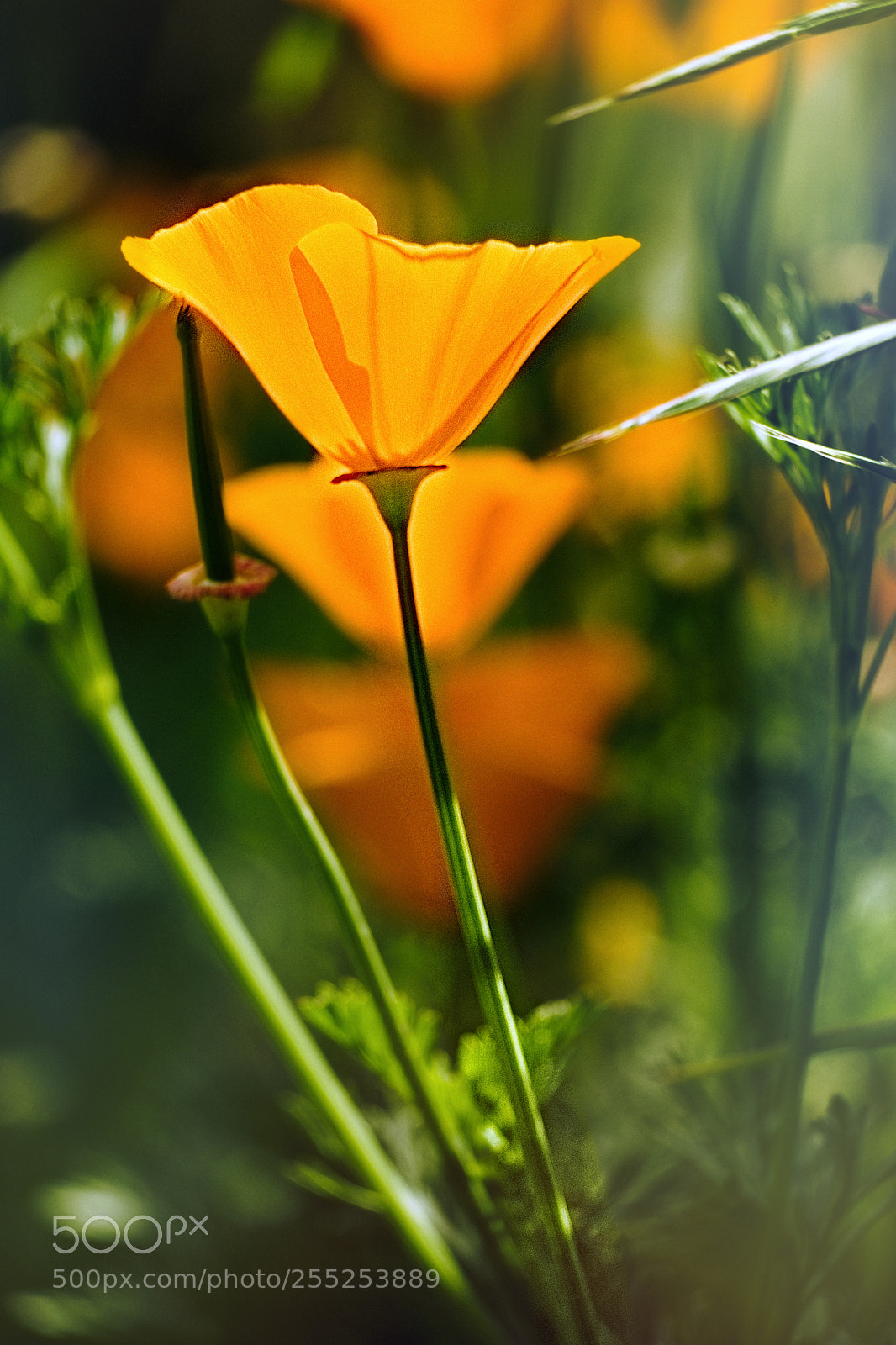 Fujifilm X-T2 sample photo. In the garden of photography
