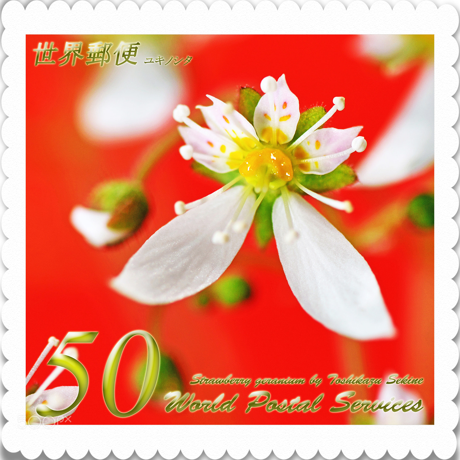 Nikon D800E sample photo. Strawberry geranium photography